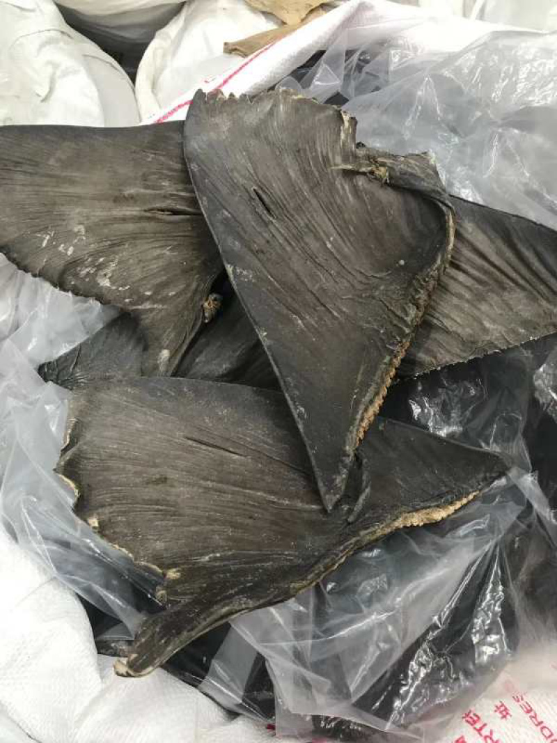 足干沙鱼翅片（生料牙只）10-12寸