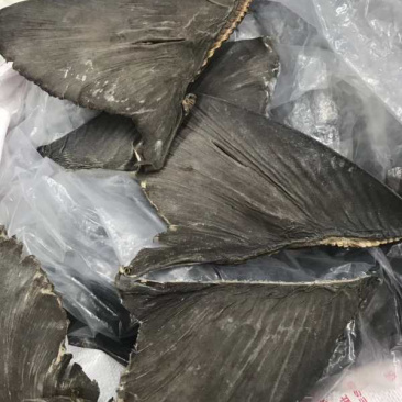 足干沙鱼翅片（生料牙只）10-12寸