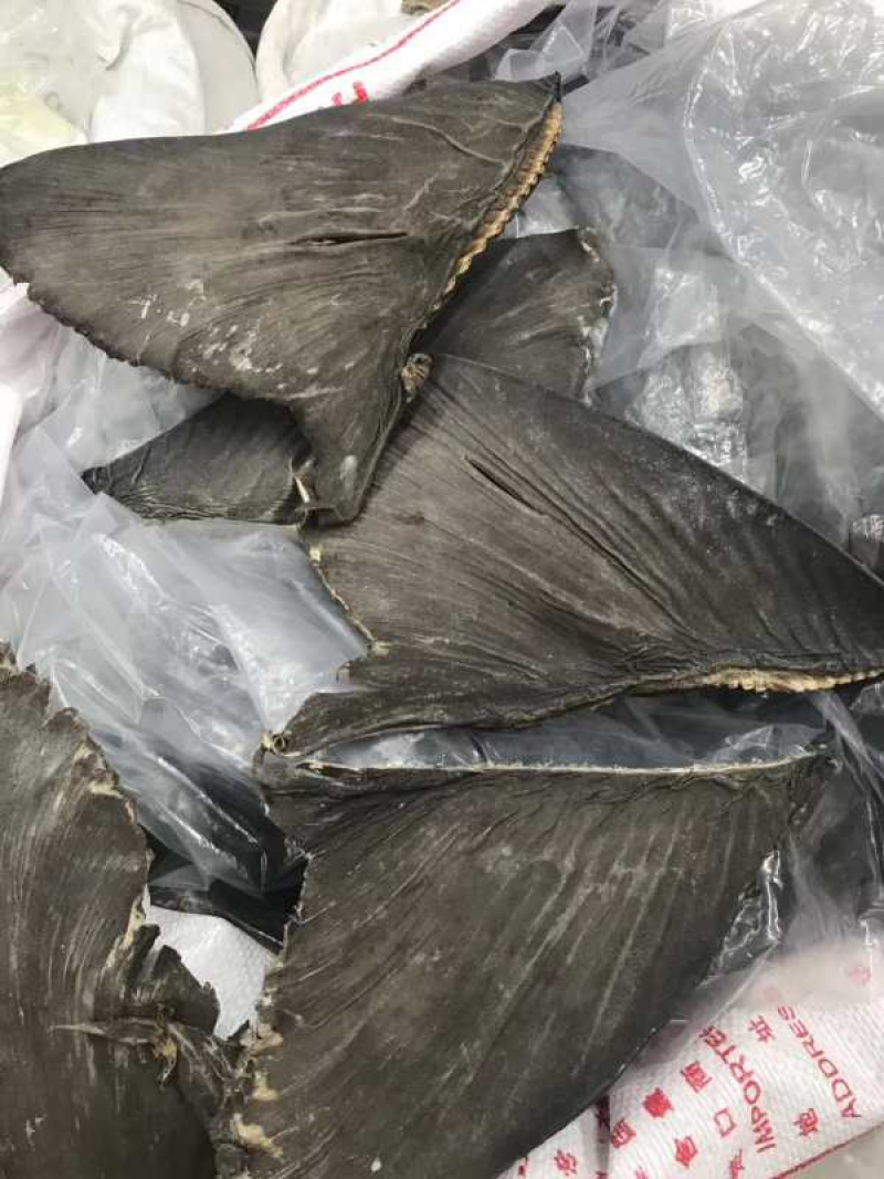 足干沙鱼翅片（生料牙只）10-12寸