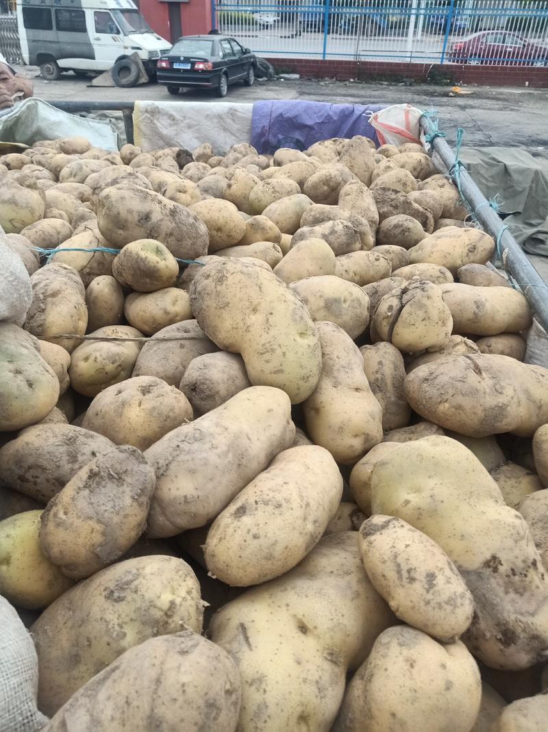 高原地带红皮土豆量大从优品质保证欢迎老板致电咨询