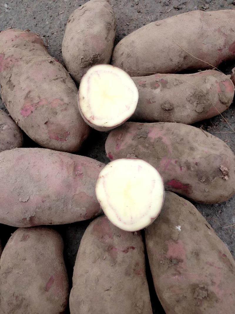 高原地带红皮土豆量大从优品质保证欢迎老板致电咨询