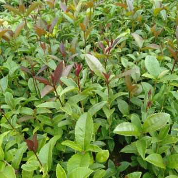 广西阳朔桂花苗，大量供应桂花大小苗
