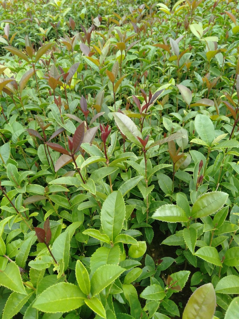 广西阳朔桂花苗，大量供应桂花大小苗