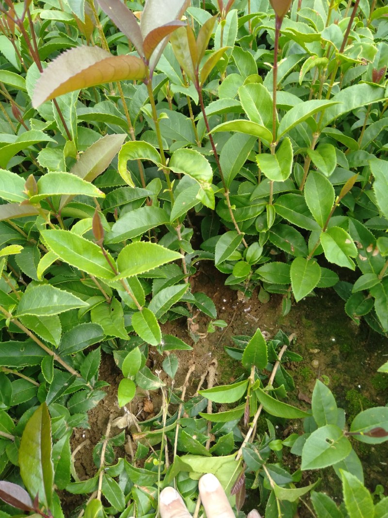 广西阳朔桂花苗，大量供应桂花大小苗