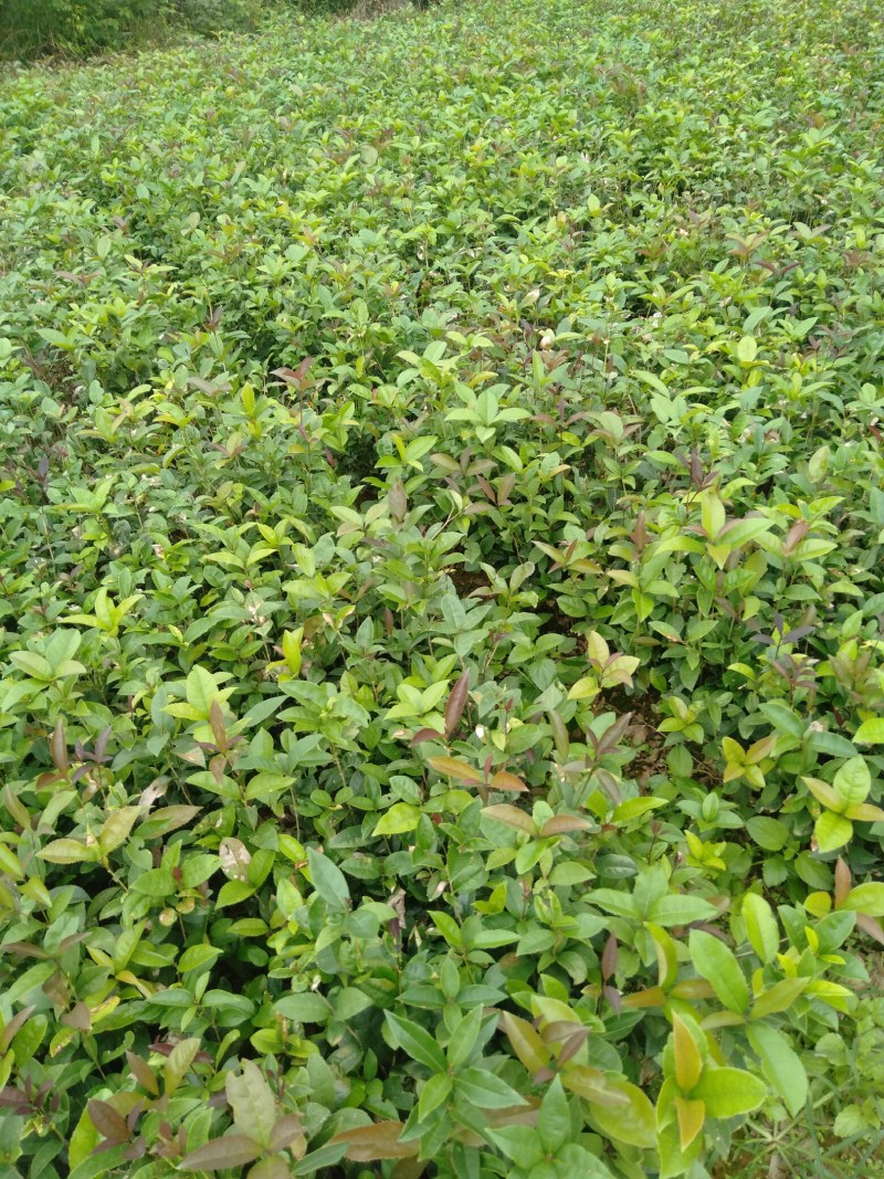 广西阳朔桂花苗，大量供应桂花大小苗