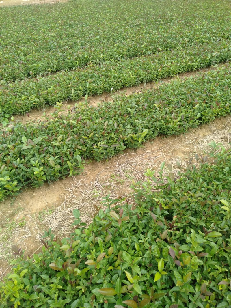 广西阳朔桂花苗，大量供应桂花大小苗