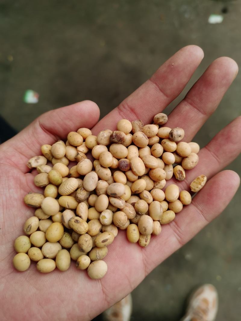 河南大豆。优质大豆。豆腐专用大豆