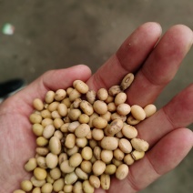河南大豆。优质大豆。豆腐专用大豆