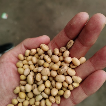 河南大豆。优质大豆。豆腐专用大豆