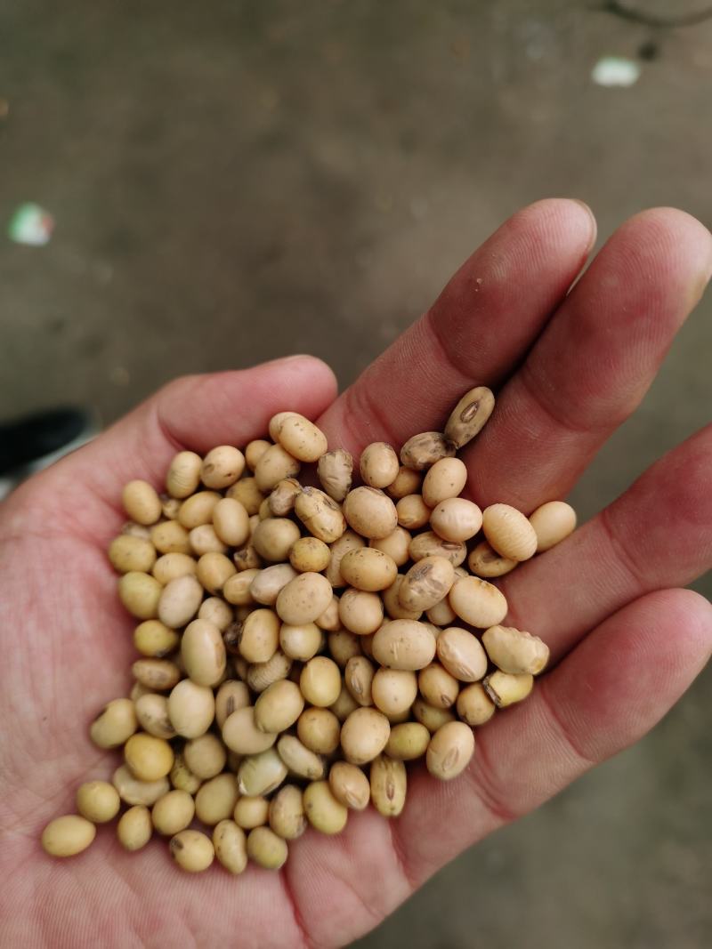 河南大豆。优质大豆。豆腐专用大豆
