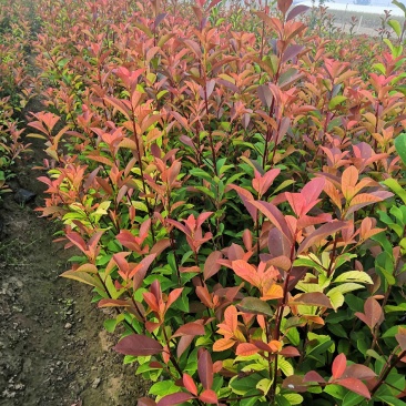 苗圃直供红叶石楠大杯苗