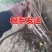 牛心柿子树苗南北方种植基地直销包成活技术放心苗