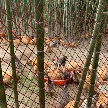 送给客户的散养五黑鸡绿壳蛋鸡