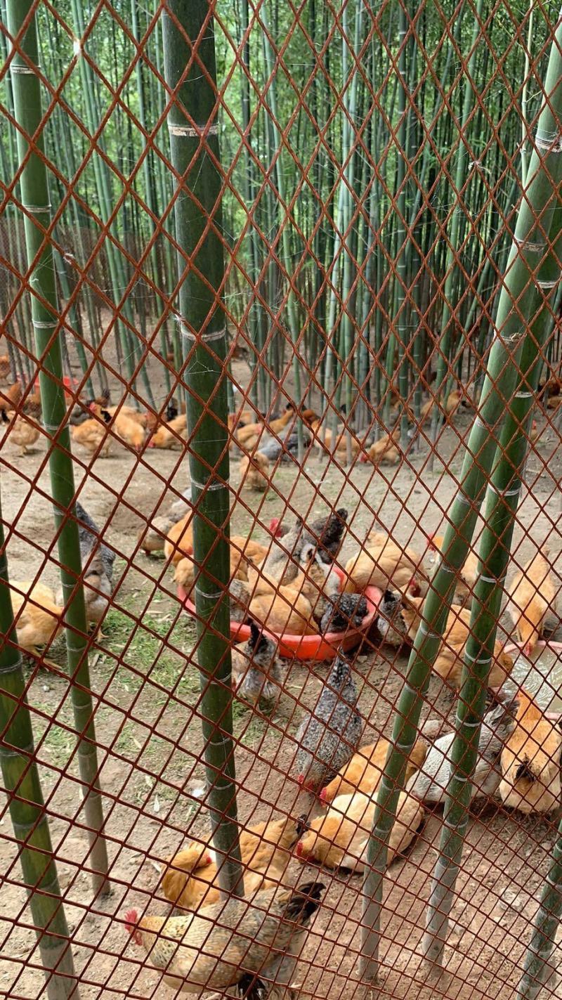 送给客户的散养五黑鸡绿壳蛋鸡