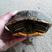 大巴西龟，六年老龟，四斤以上巴西龟，外塘巴西龟