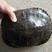大巴西龟，六年老龟，四斤以上巴西龟，外塘巴西龟