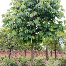 优质七叶树苗木，各种规格都有，自家苗圃质量保证