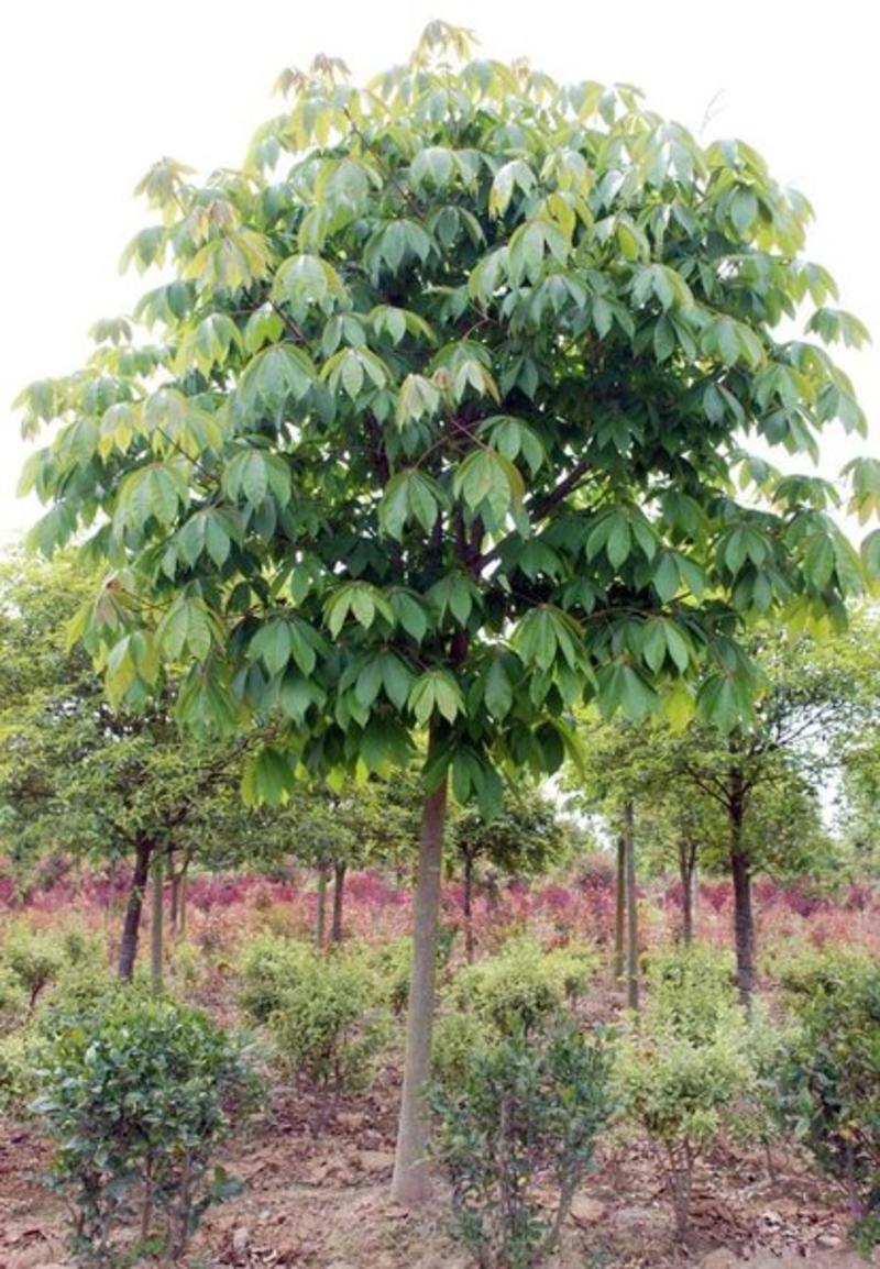 优质七叶树苗木，各种规格都有，自家苗圃质量保证