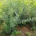 100-150大田稀植连翘四次平茬