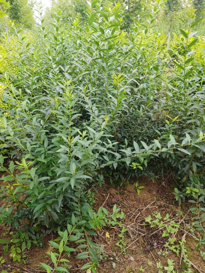100-150大田稀植连翘四次平茬