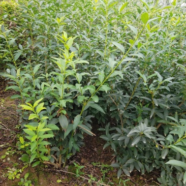 100-150大田稀植连翘四次平茬