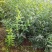 100-150大田稀植连翘四次平茬
