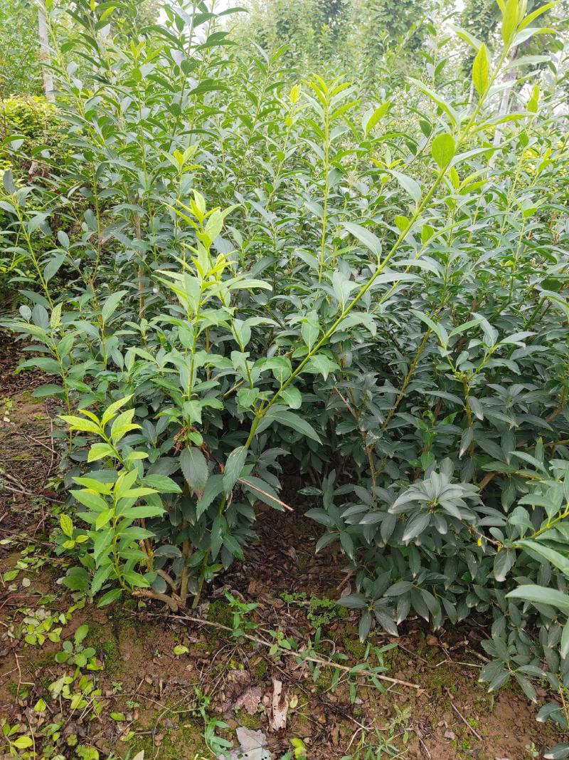 100-150大田稀植连翘四次平茬
