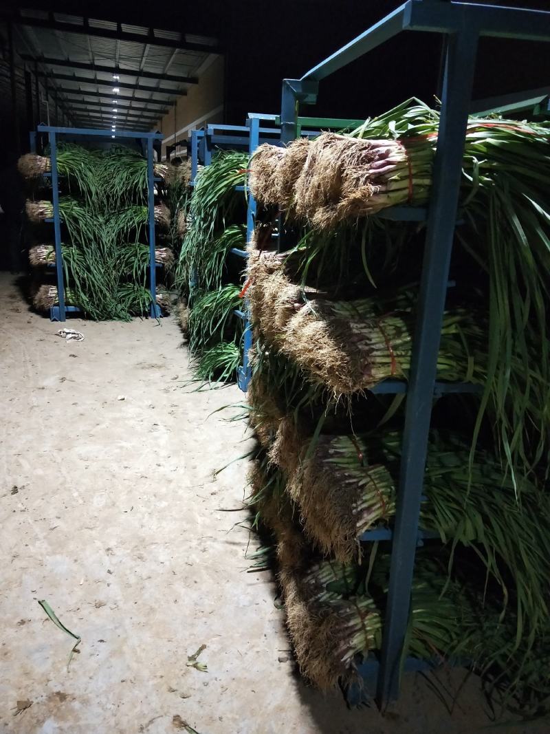 精品红根蒜苗根红苗正