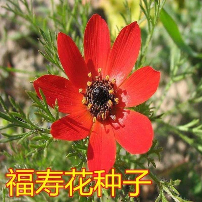 福寿花种子单瓣鲜红色籽种子花卉种孑鲜花种子四季庭院