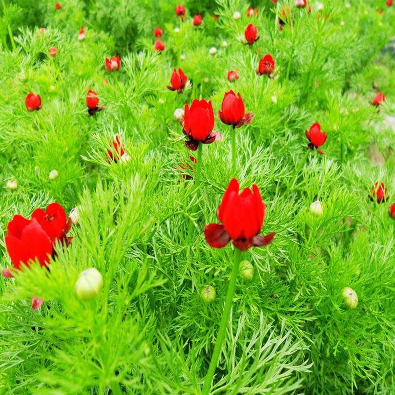 福寿花种子单瓣鲜红色籽种子花卉种孑鲜花种子四季庭院