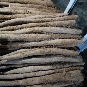 新白玉山药大量上市，价格低质量好！