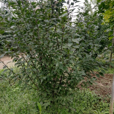 100冠稀植榆叶梅两年四次平茬