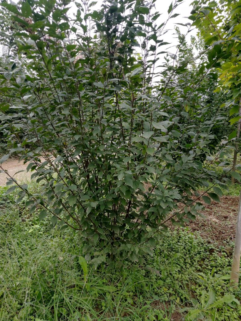 100冠稀植榆叶梅两年四次平茬