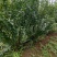 100冠稀植榆叶梅两年四次平茬