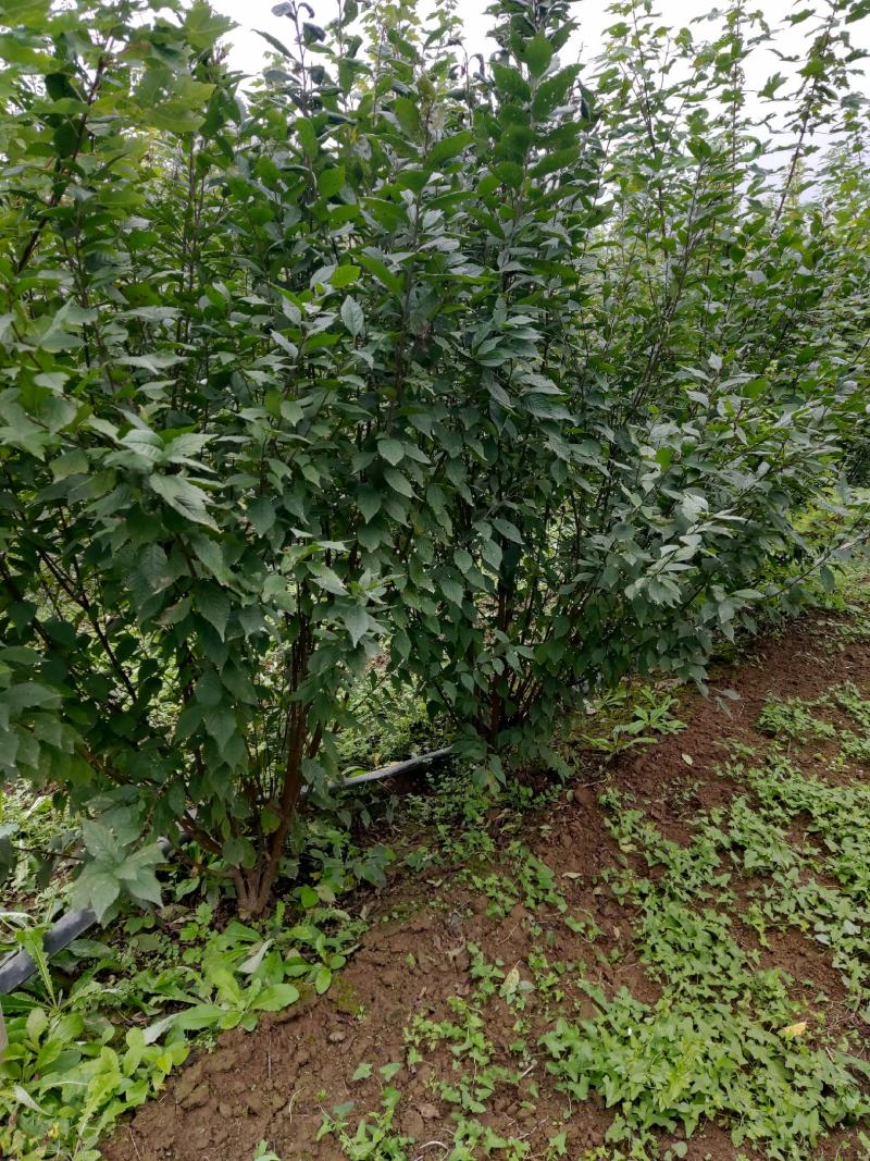 100冠稀植榆叶梅两年四次平茬