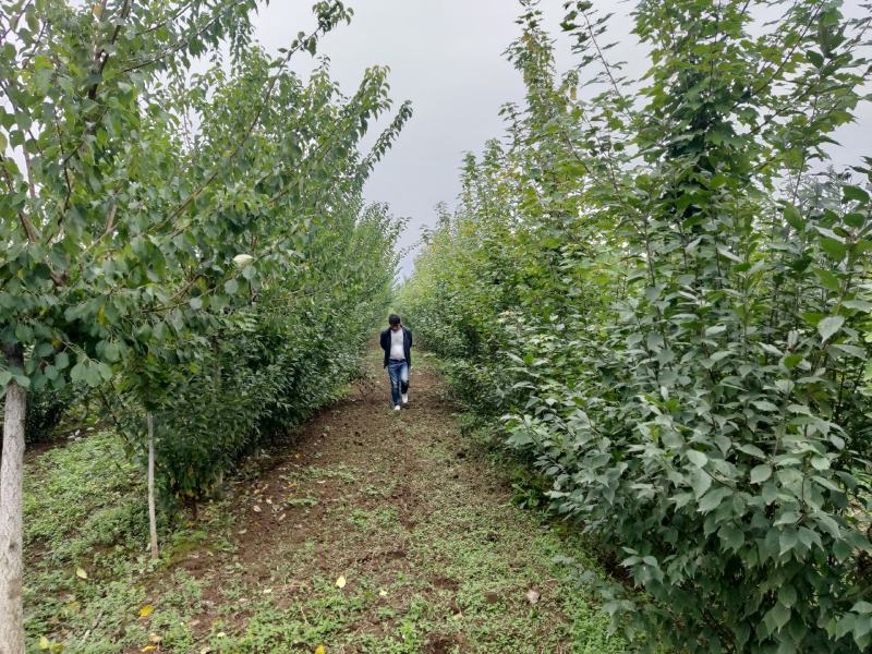 100冠稀植榆叶梅两年四次平茬