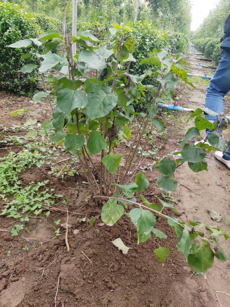 80-100大田丁香稀植三次平茬