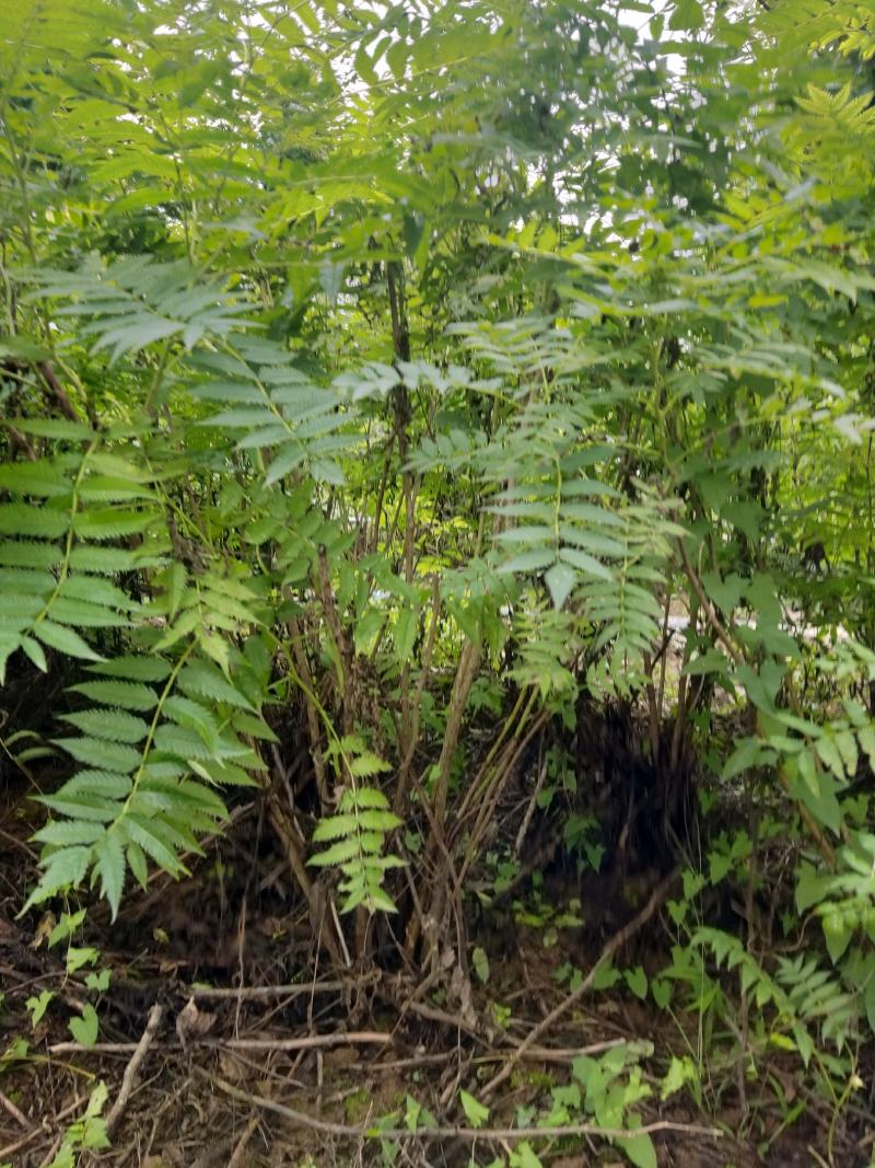 两年稀植珍珠梅四次平茬