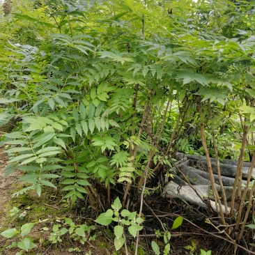 两年稀植珍珠梅四次平茬