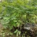 两年稀植珍珠梅四次平茬