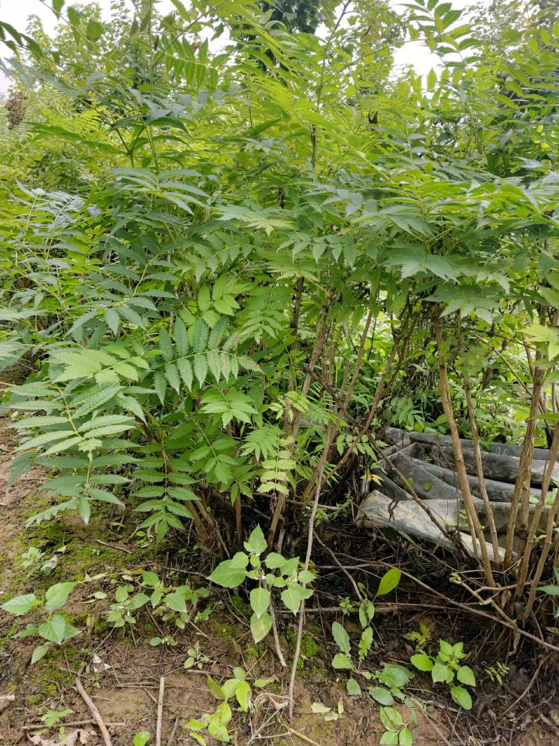 两年稀植珍珠梅四次平茬