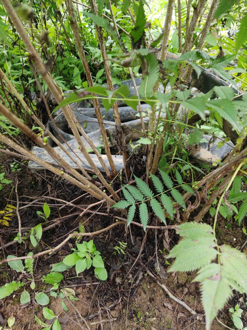 两年稀植珍珠梅四次平茬