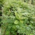 两年稀植珍珠梅四次平茬