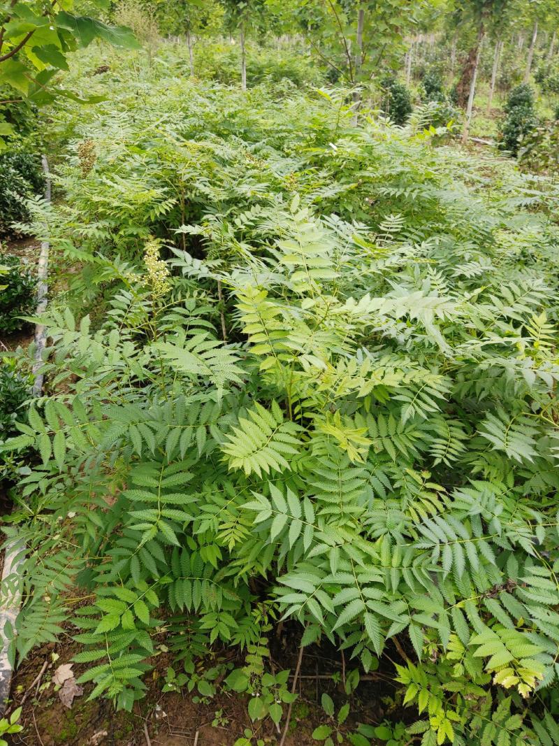 两年稀植珍珠梅四次平茬