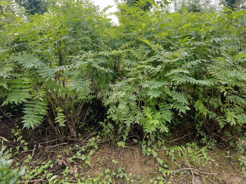两年稀植珍珠梅四次平茬