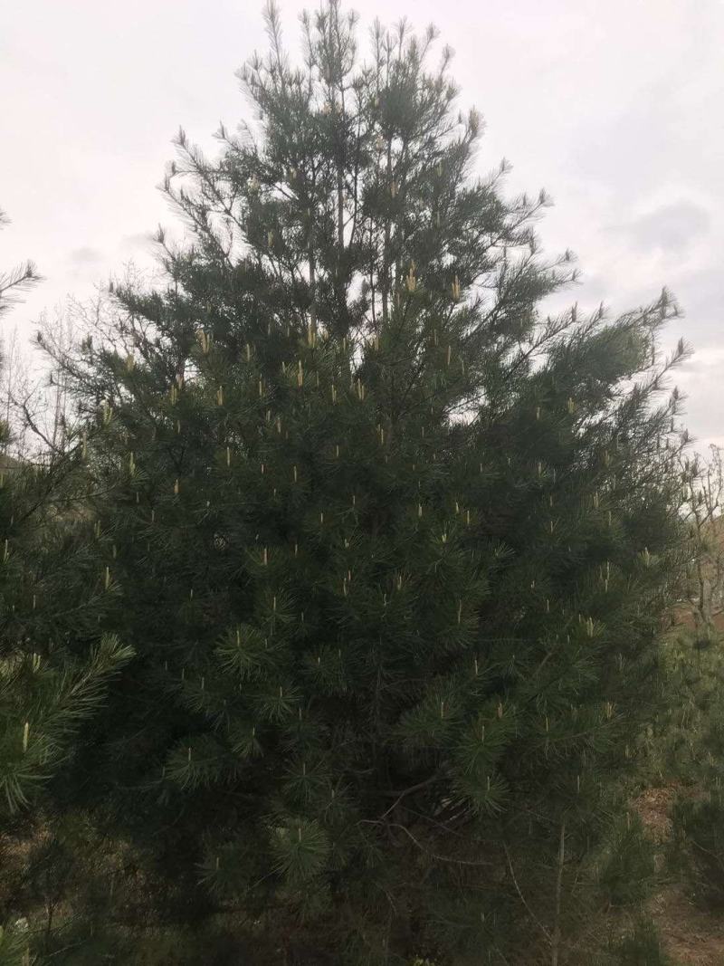 优质白皮松苗，各种规格质量保证，自家苗圃发货，现挖现发