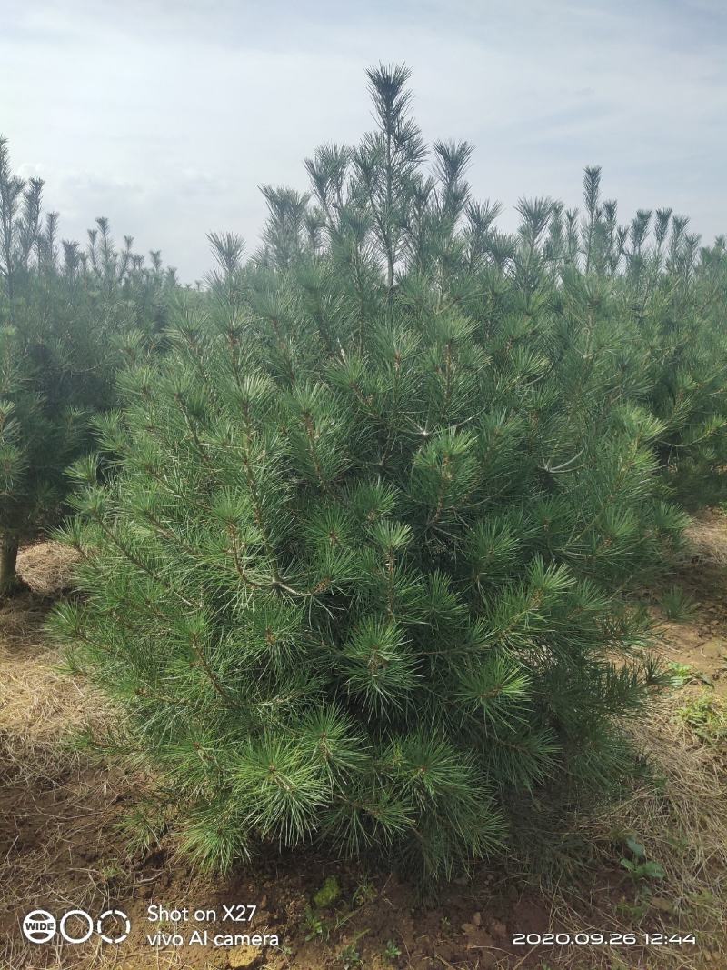 优质白皮松苗，各种规格质量保证，自家苗圃发货，现挖现发