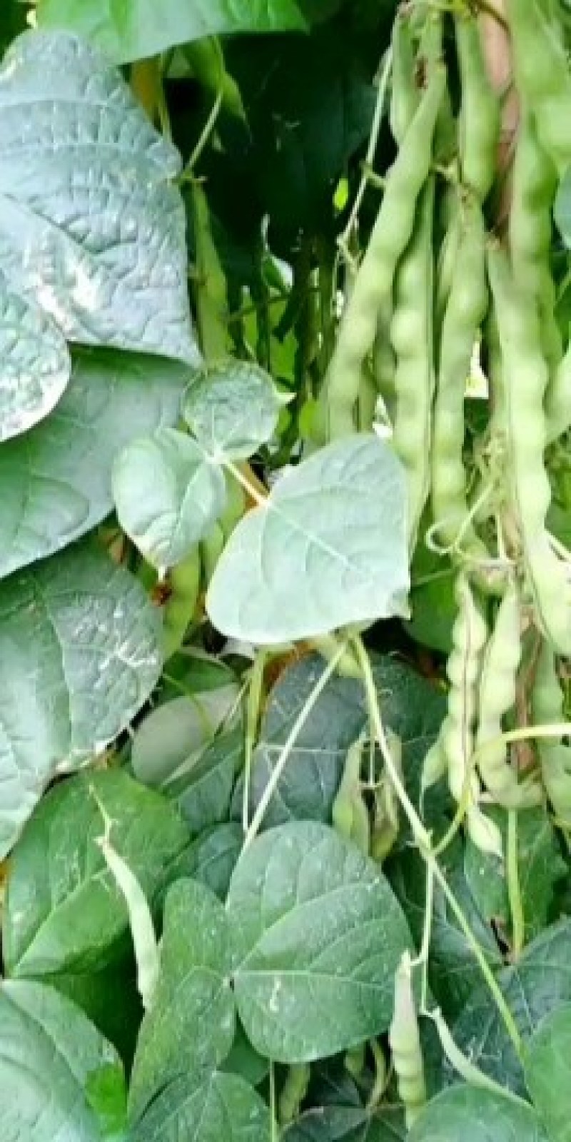无筋豆大量上市价格便宜，云南蔬菜就是漂亮，欢迎下单。