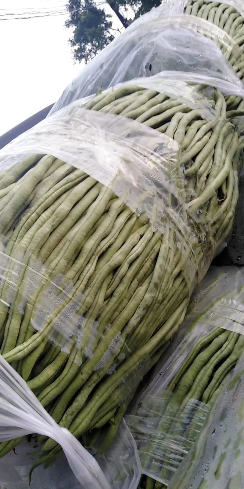无筋豆大量上市价格便宜，云南蔬菜就是漂亮，欢迎下单。