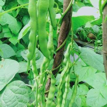 无筋豆大量上市价格便宜，云南蔬菜就是漂亮，欢迎下单。